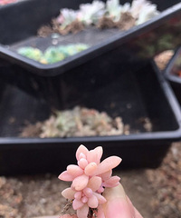 ǰ�����ܣ�������Ϯ