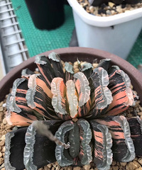 ���������Ŷ��ˣ�