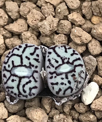 ���������Ŷ��ˣ�