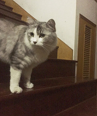 ������ֻ�������