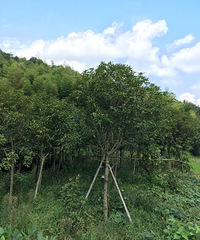 ���ۺ����