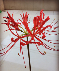 �˰�����