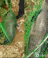 һ�׶೤�Ĵ���