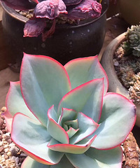 ��ʦ�ڷŸ����ⶾ