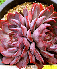 ��ʦ�ڷŸ����ⶾ