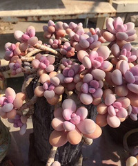 ���ⶾһ�£������