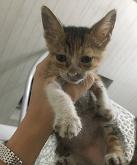 С��è������