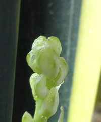 ��Ƥ�������ˣ�ϸϸ���ᣬ��ζŨ��