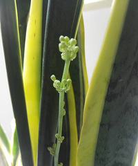 ��Ƥ�������ˣ�ϸϸ���ᣬ��ζŨ��