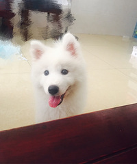 �����ĸ��¾�Ʒ��ĦҮ�ͼ۳�