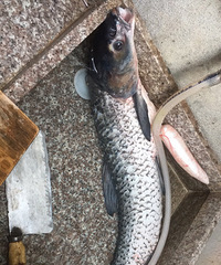 �ִ��ֺݵĲ�