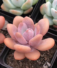 ��������������ղ���