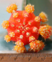 ��������������ղ���