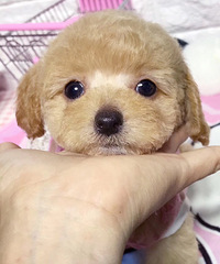 ���۽�ë ���� ��̩�� ����̩�� ѩ���� ����