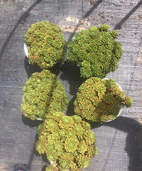 �������Ⱥ����