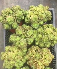 �������Ⱥ����