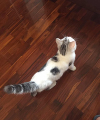 �����󻨵ܵ�һö����������