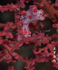 ���������ɱ���ˮ����Ӱ