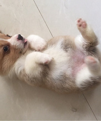 �»���Ȯ����