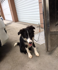 �ޱ��˳���5���´�˫Ѫͳ�߾�����Ȯ��600Ԫ�����⹷��Ǯ