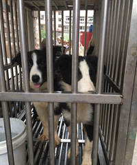 ���˳���3���´�˫Ѫͳ�߾�����Ȯ  �����Ѵ� 800һ��