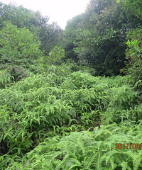 穿越茅畲沙埠群山 徒步温州岭古道