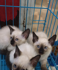 ������������è��������Ӣ����ëè