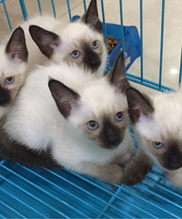 ������������è��������Ӣ����ëè