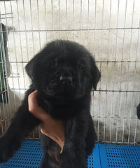 ��˫Ѫͳ��������С��