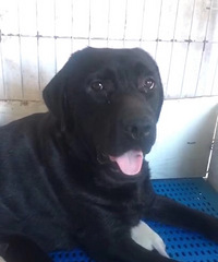 ��˫Ѫͳ��������С��