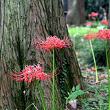 彼岸花 九峰公园