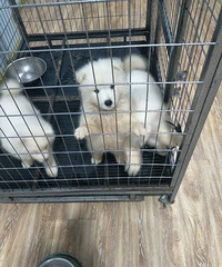 ��ĦҮ���ۣ�2���´󣬽����ɰ���