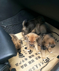 �ɰ�����С�̹�����