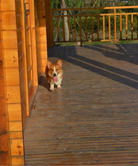 �����»���Ȯ����