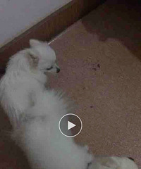 ����С����