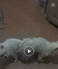 ����С����