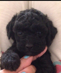 ��̩�����¼�