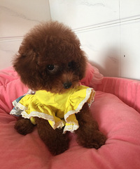 �����Ҽ�̩�ϱ������Լҹ�������