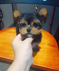 ���۰���˹�� ��Ħ �������� Լ���� ���� ��ţ Ӣţ