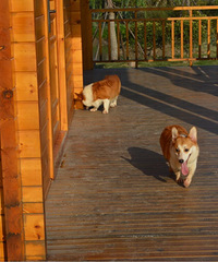 �����»���������