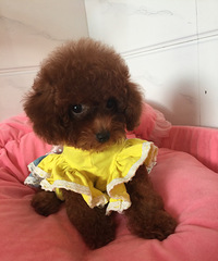 ���Լ�����̩�ϱ������¼��ˣ�ϲ������ϵ��