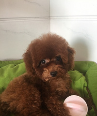 �Լ�����̩�ϱ������¼���