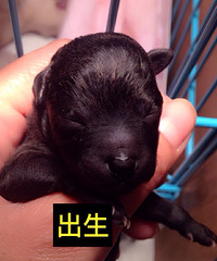 ����������ɫ̩�����¼�