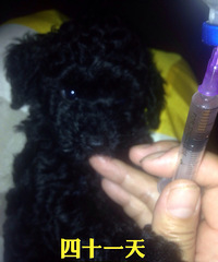 ����������ɫ̩�����¼�