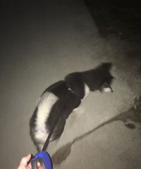 ����˹��