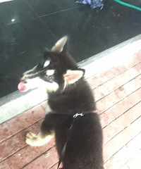 ����˹��