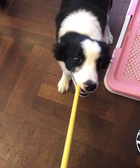 ����17������6����ƽ���߶�  �����Ա�