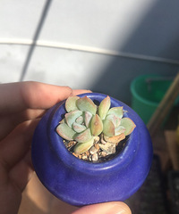 �������̫������