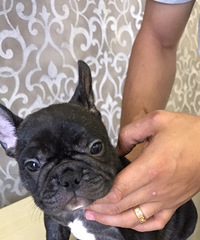 ˫Ѫͳ������ţȮ