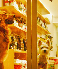 ����Ϊ��Ȥ���˴��ڡ�����������